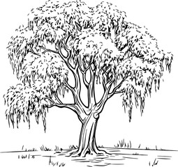 Willow tree sketch drawing © safri