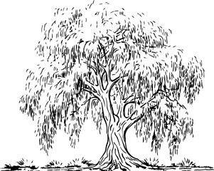 Willow tree sketch drawing © safri
