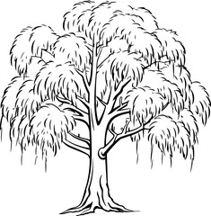 Willow tree sketch drawing - obrazy, fototapety, plakaty