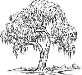 Willow tree sketch drawing © safri