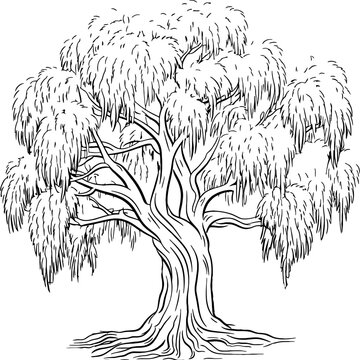 Willow tree sketch drawing