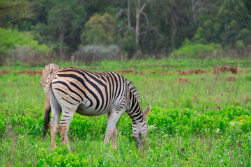 Fototapeta na wymiar Nice specimen of zebra taken in a large zoological garden