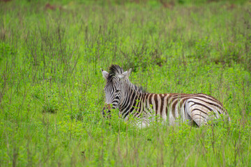 Nice specimen of zebra taken in a large zoological garden