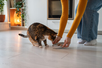 Pet owner woman feeding colorful cat giving portion of wet food in bowl on kitchen at home. Hungry cat eating food with pleasure. Healthy pet nutrition, maintenance care of domestic animals. - obrazy, fototapety, plakaty