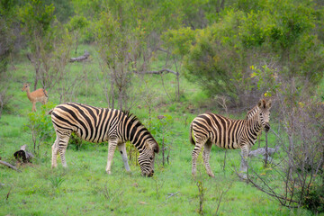 Nice specimen of zebra taken in a large zoological garden