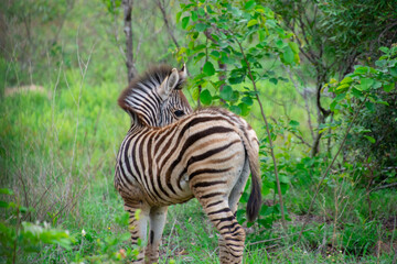 Nice specimen of zebra taken in a large zoological garden