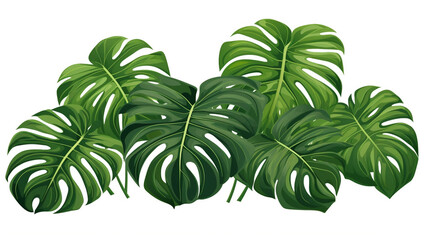 Outline tropical Monstera or Swiss cheese plant leaf