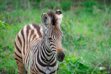 Nice specimen of zebra taken in a large zoological garden
