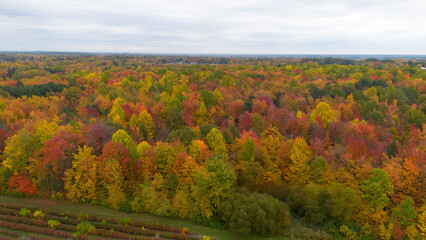 autumn landscape in the autumn