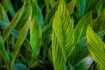 green leaves background, Canna lily leaves, detailed close up shot of green leaves, macro image, go green - obrazy, fototapety, plakaty