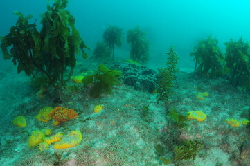 Colourful sponges scattered among brown kelp Ecklonia radiata on flat rocky sea bottom covered with...