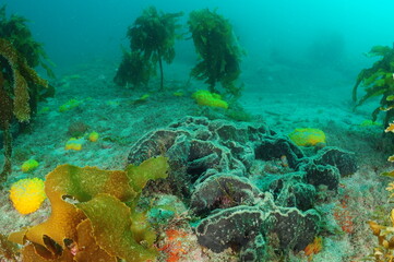 Various sponges and brown kelp Ecklonia radiata on flat rocky sea bottom covered with coarse sand. Location: Leigh New Zealand