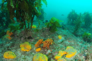 Colourful sponge garden among brown kelp Ecklonia radiata on flat rocky sea bottom covered with coarse sand. Location: Leigh New Zealand