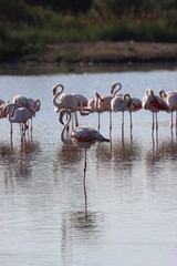 La Camargue, Marseilles, France