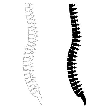 outline silhouette vertebral column or human spine icon set