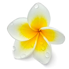 Fleur jaune de frangipanier 