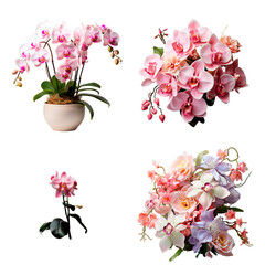 Set of orchid