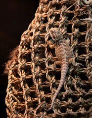 Lizard in the mesh