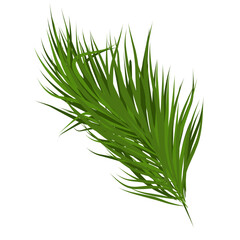palm leaf vector 
