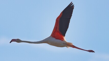 Obraz premium La Camargue, Marseilles, France