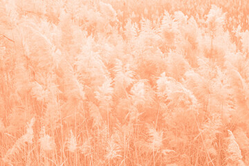 Dry pampas grass field trending color of year 2024.