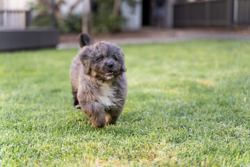 puppy running in the grass at the park