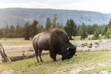 Bison in Yellowstone national park