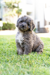 Adorable puppy sitting in the grass at the park