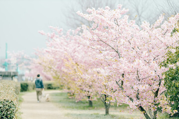 桜並木で犬を散歩させる人