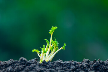 Close-up of plant saplings newly sprouting. eco concept