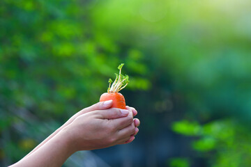 Hand holding organic carrot shoots