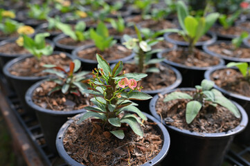 Young, growing euphorbia milii plants or crown of thorns in small pots with soil