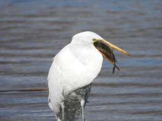 Great Egret eating a sunfish