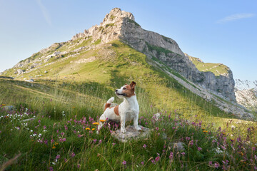 Jack Russell Terrier dog stands alert in alpine wildflowers, mountain peaks in the background. This...