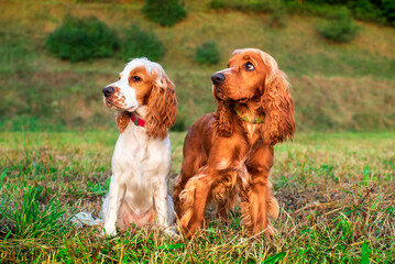 Two English cocker spaniel dogs stand on the lawn. The dogs are 10 months old and have a nice white, red coat. They are a hunting breed. The photo is vertical and blurry