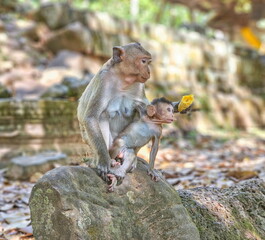 Macaque monkeys, Macaca fascicularis fascicularis, mum and baby at Angkor, Siem Reap, Cambodia