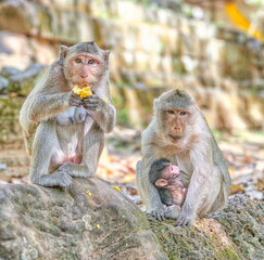 Macaque monkeys, Macaca fascicularis fascicularis, mums and baby at Angkor, Siem Reap, Cambodia