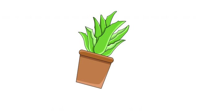 animated video of the aloe vera plant icon