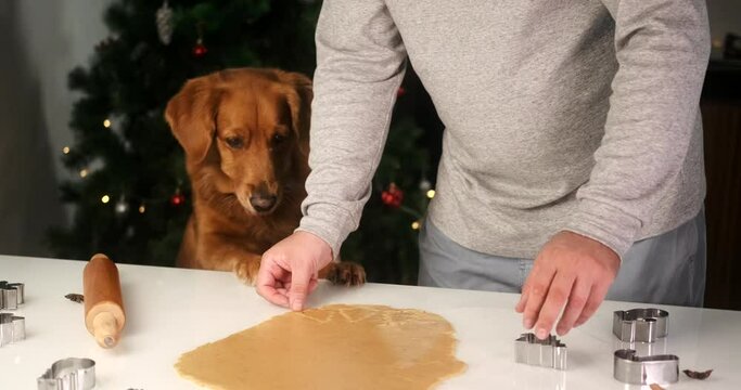 A Golden Retriever dog helps his owner prepare gingerbread cookies for Christmas and begs for a piece of the cookie. Preparing for the New Year.