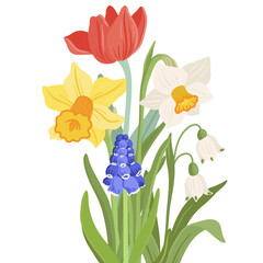 spring flowers, daffodils, tulip, grape hyacinth and snowflakes, vector drawing bouquet at white background, floral composition, hand drawn botanical illustration