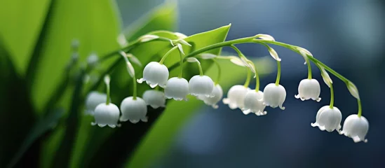 Fotobehang Beautiful flower Lilly of The Valley. © diwek