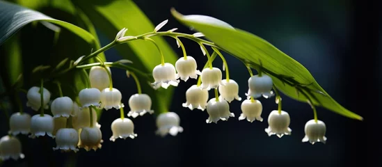 Zelfklevend Fotobehang Beautiful flower Lilly of The Valley. © diwek