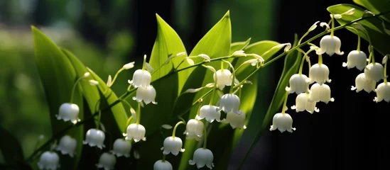 Foto op Canvas Beautiful flower Lilly of The Valley. © diwek