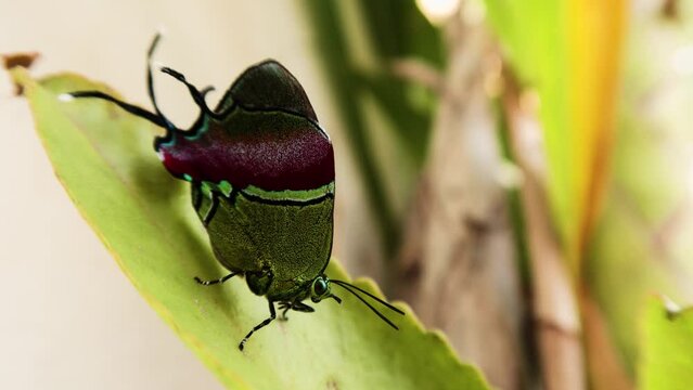 mariposa sedosa quetzal, evenus regalis postrada sobre una hoja verde, moviendo sus antenas falsas traseras.
