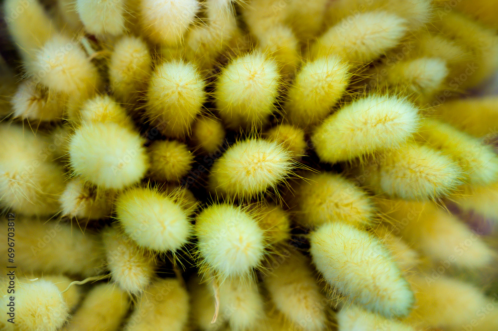 Poster Dry bunny tails grass