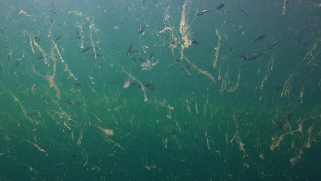 The  large green algae in the water. They look like brush strokes yellow on green canvas for painting