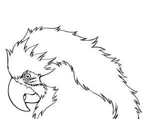 ルリコンゴウインコの線画イラスト