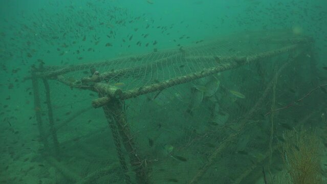 The camera slowly approaches a large fish trap in which a huge number of rabbit fish have been caught.