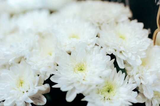 Bouquet of White Chrysanthemums from a Flower Shop. Image in a floral boutique of a beautiful arrangements
