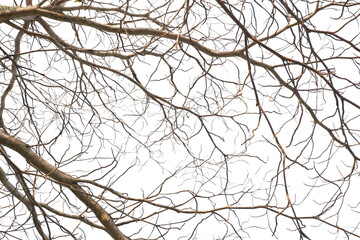 dry tree branches that died because of the dry season against the background of a bright blue sky
